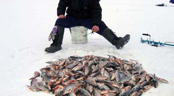 Chaikovsky (Perm 지역)에서 낚시. 한 입과 물고기 장소의 예측